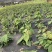 四川巴中野生淫羊霍批发