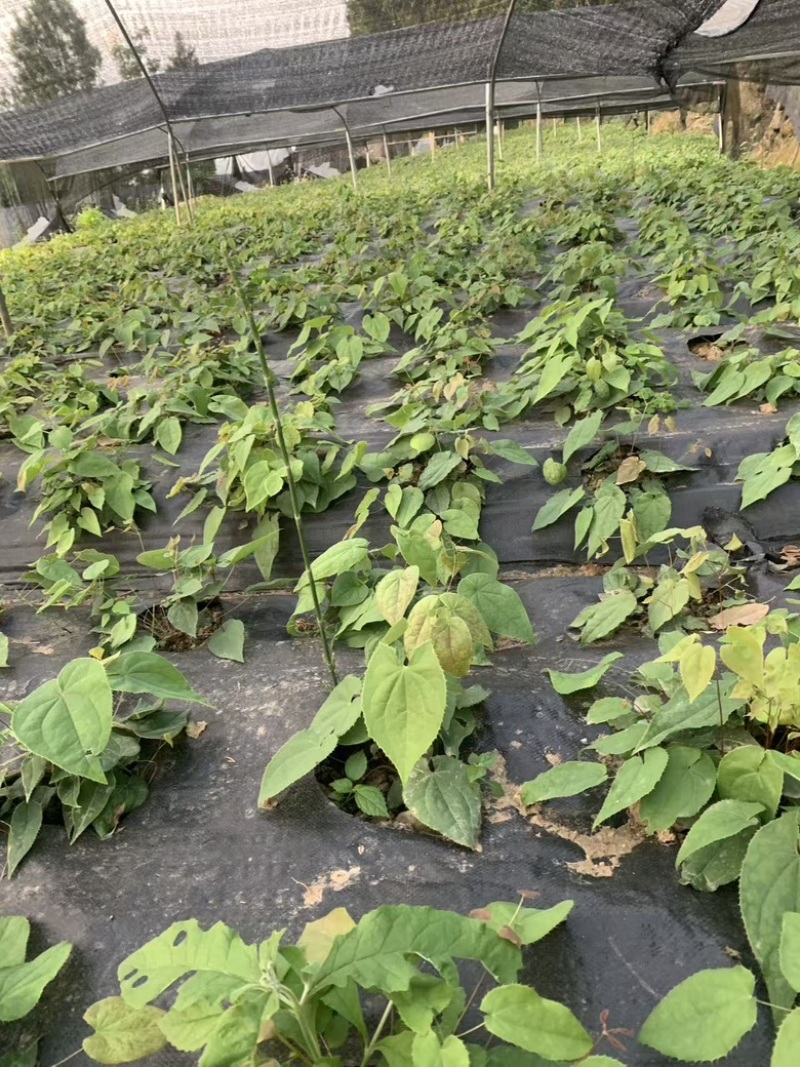 四川巴中野生淫羊霍批发