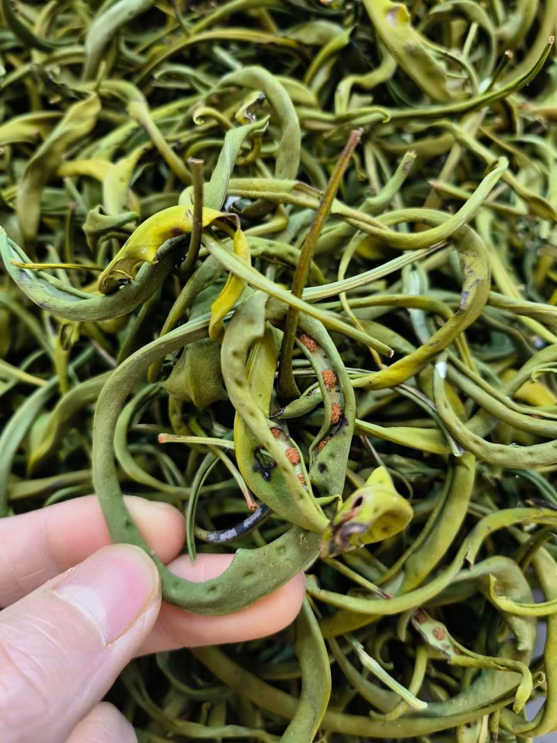化石草云南化石草中药材化石草自然晾晒新货无硫可批发零售