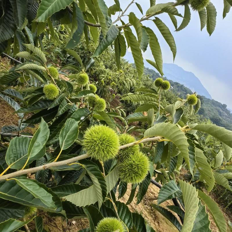 新鲜板栗刺球