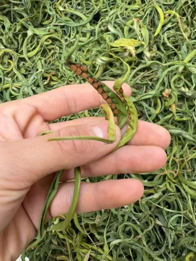 化石草云南化石草中药材化石草自然晾晒新货无硫可批发零售