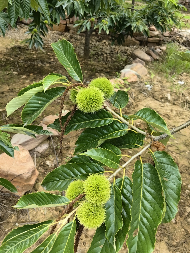 新鲜板栗刺球