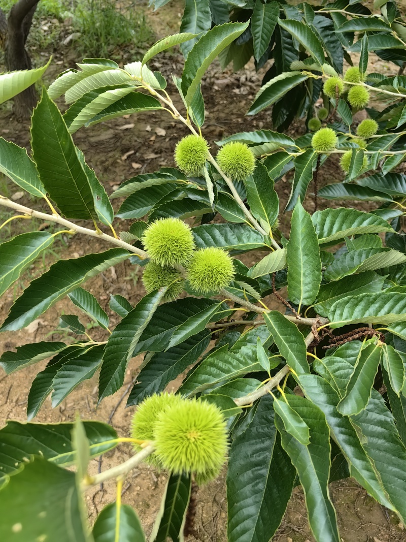 新鲜板栗刺球