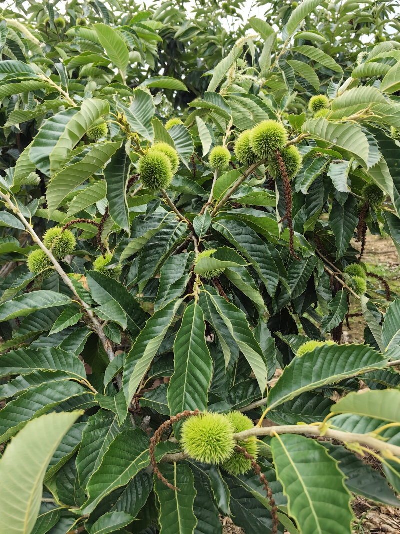 新鲜板栗刺球