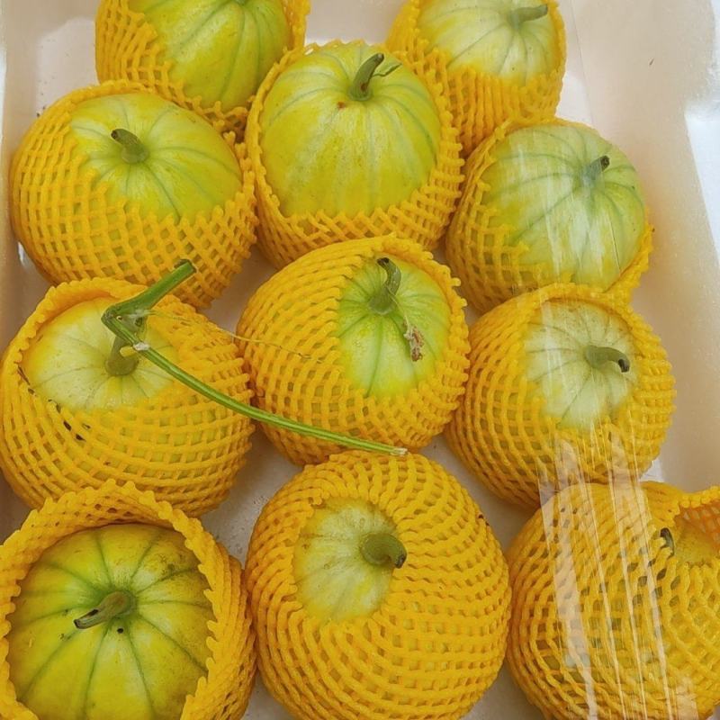 黄金蜜宝