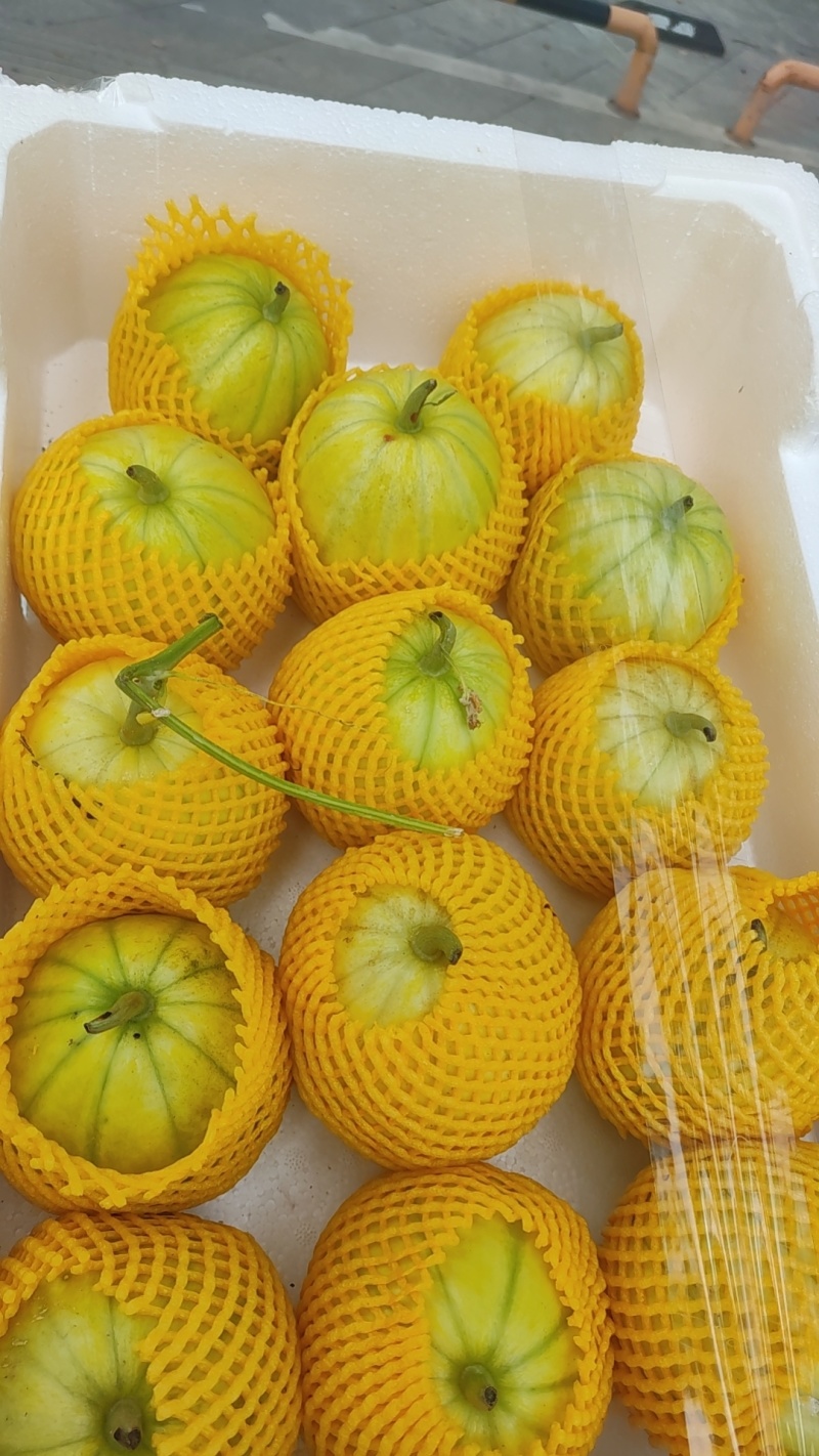 黄金蜜宝