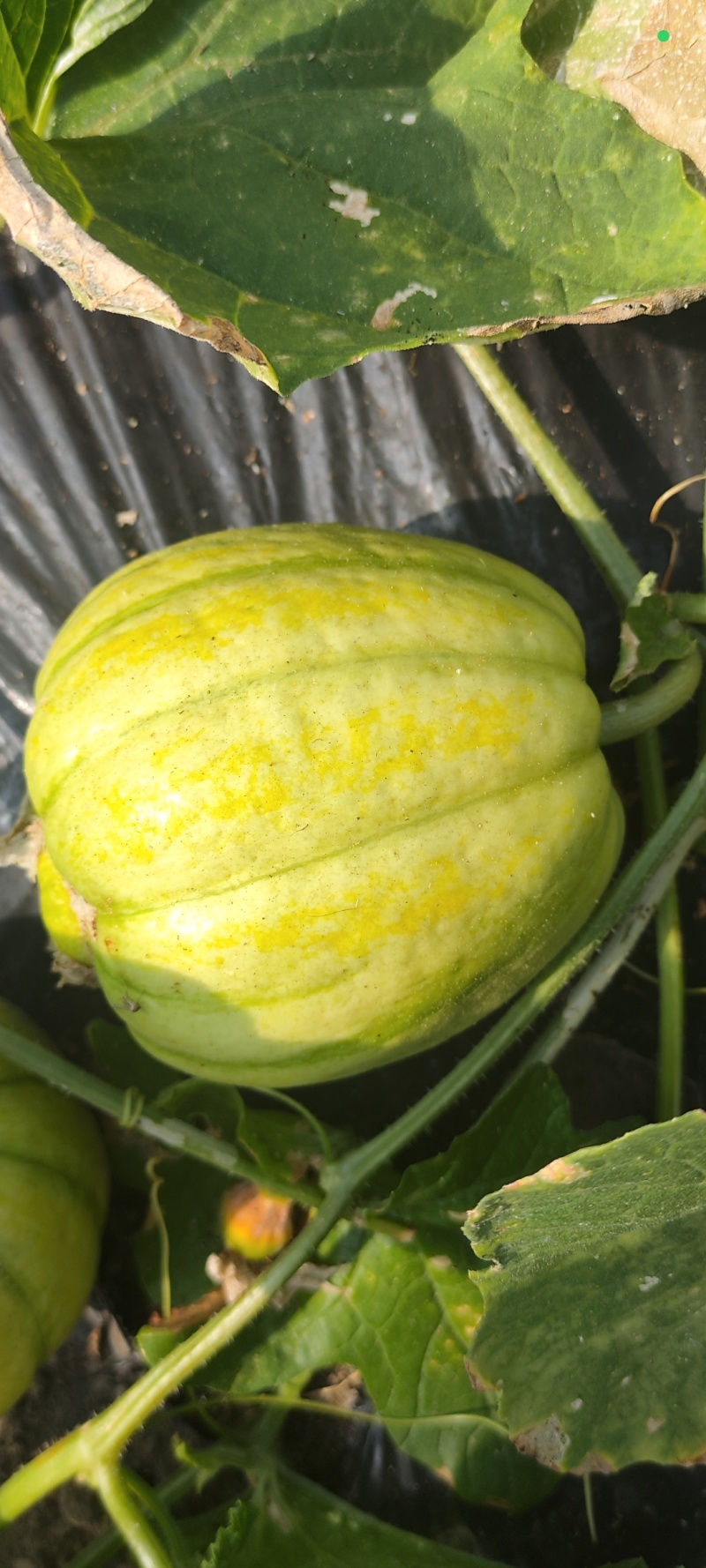 黄金蜜宝