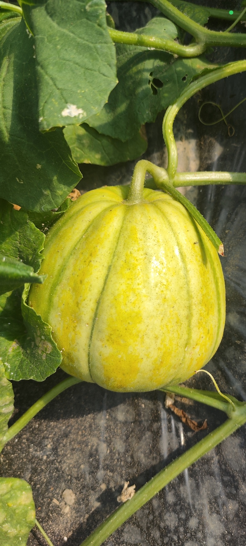 黄金蜜宝