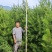 白皮松3-3.5米