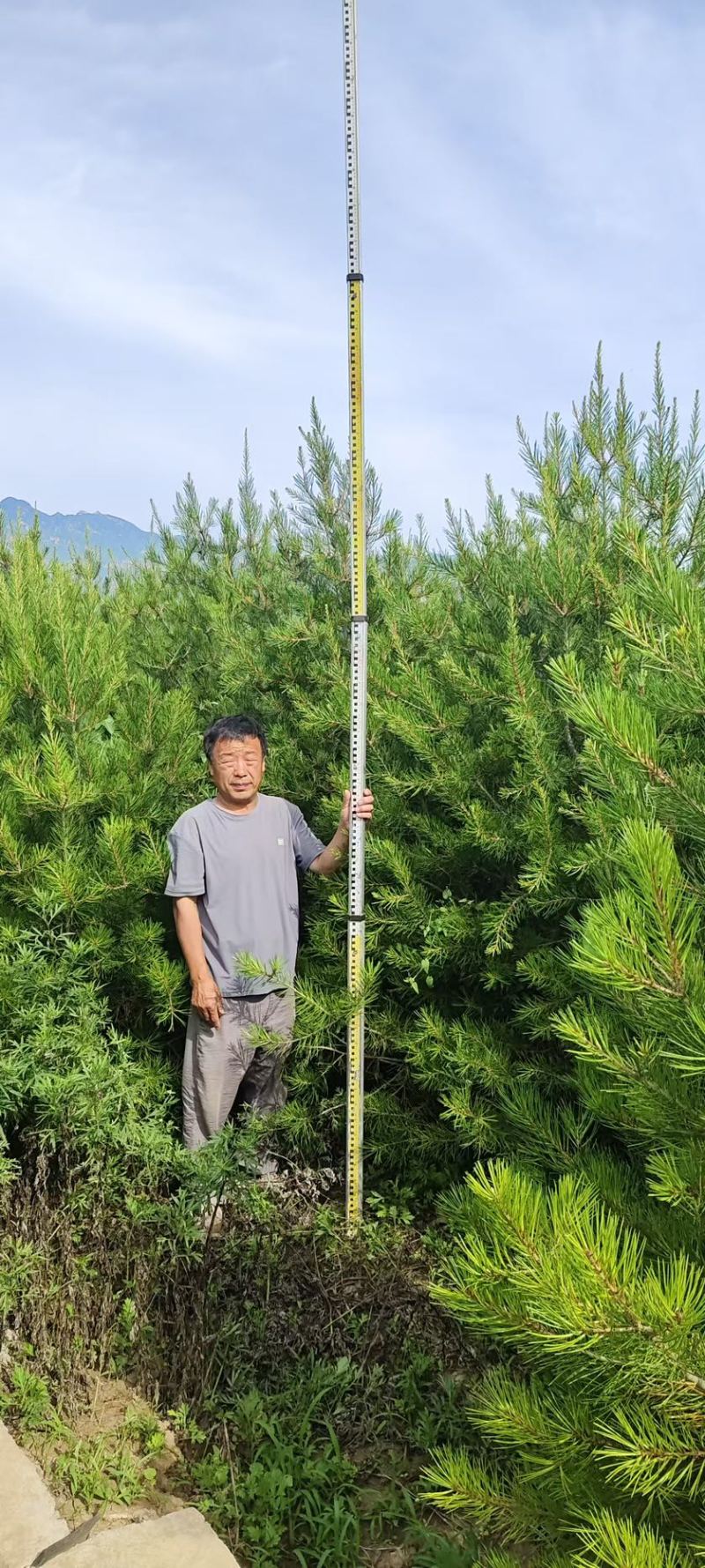 白皮松3-3.5米