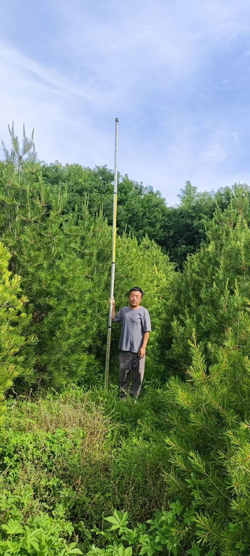 白皮松3-3.5米