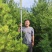 白皮松3-3.5米