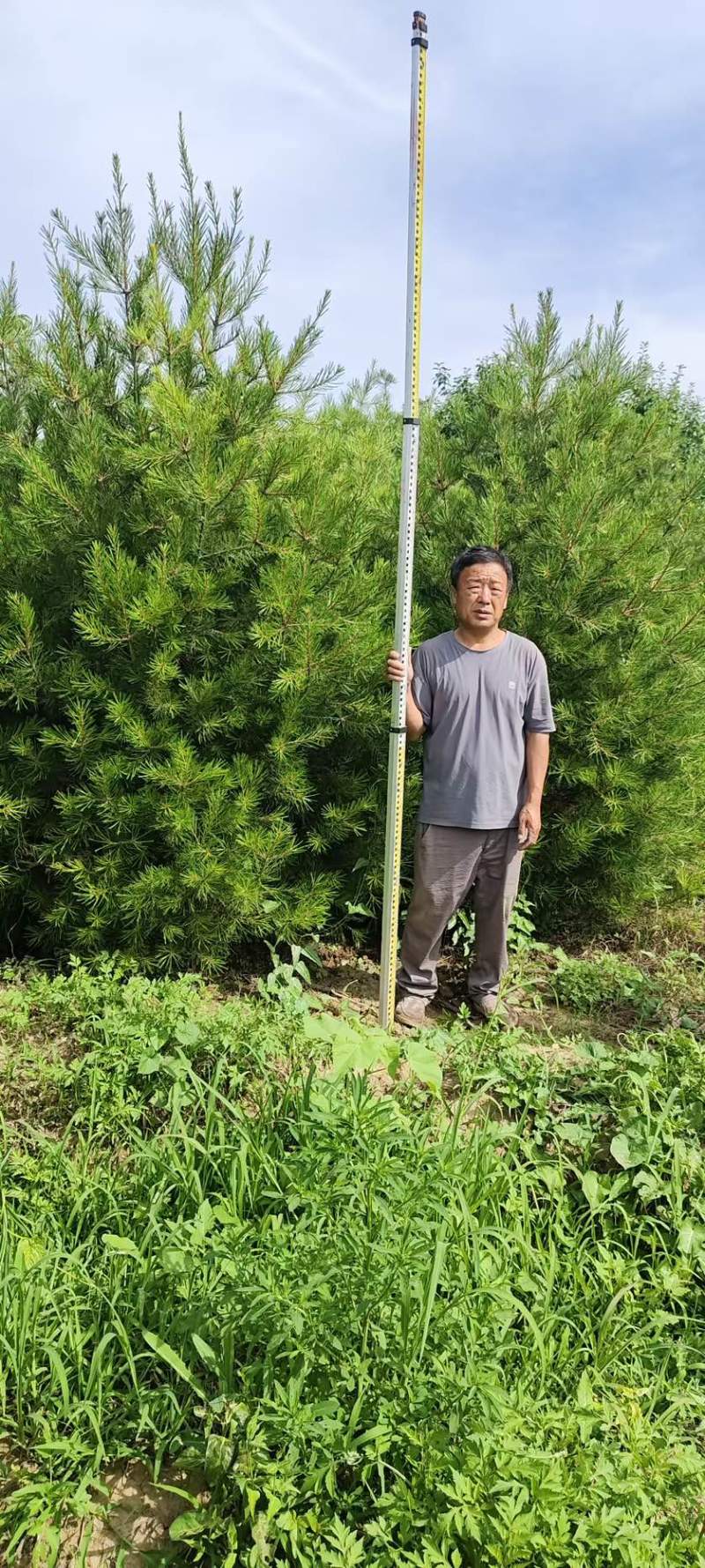 白皮松3-3.5米