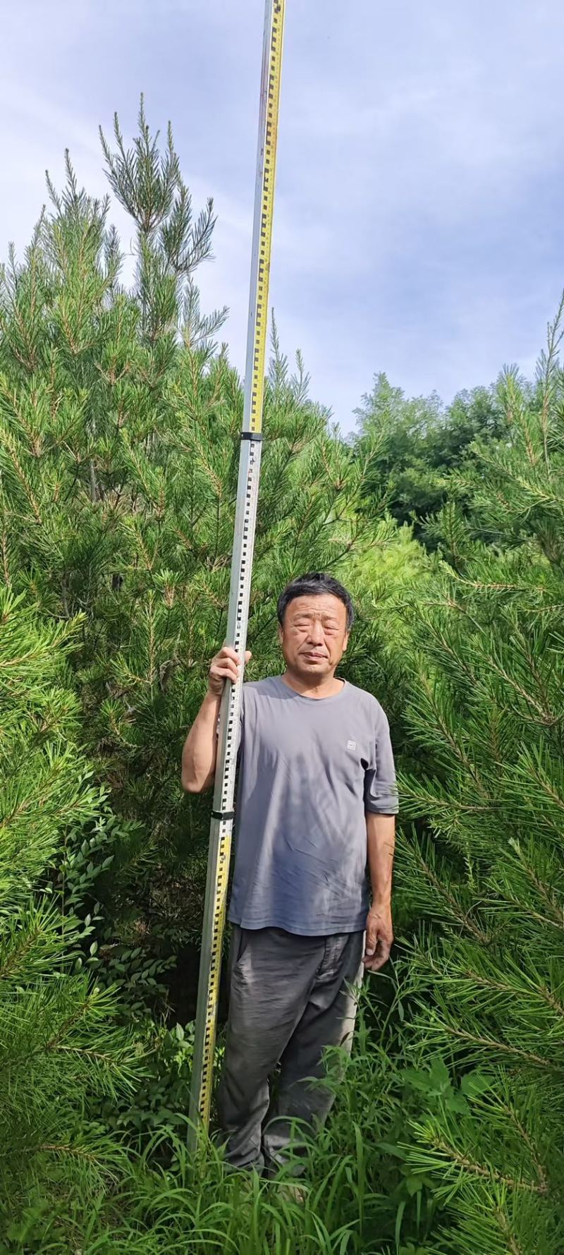 白皮松3-3.5米