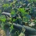 黑皮吊冬瓜20-30大量现货欢迎各地客商采购