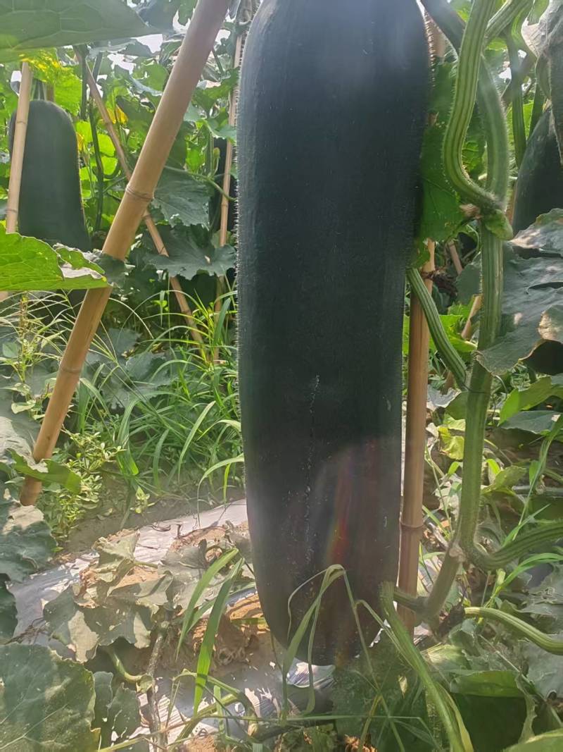 黑皮吊冬瓜20-30大量现货欢迎各地客商采购