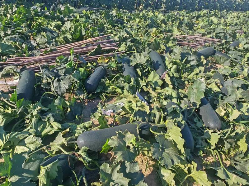 黑皮吊冬瓜20-30大量现货欢迎各地客商采购
