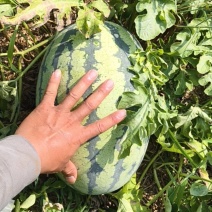 直播西瓜