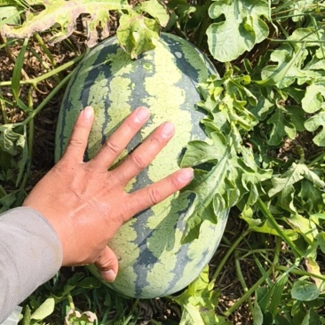 直播西瓜