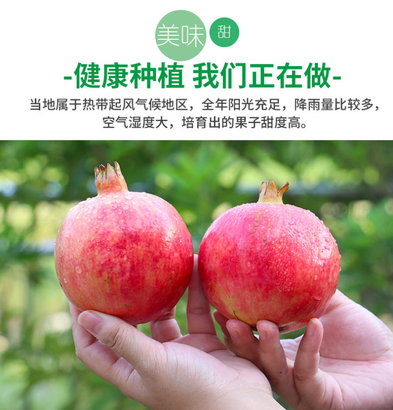 电商供应链四川大凉山突尼斯软籽石榴一件代发淘宝直播等等