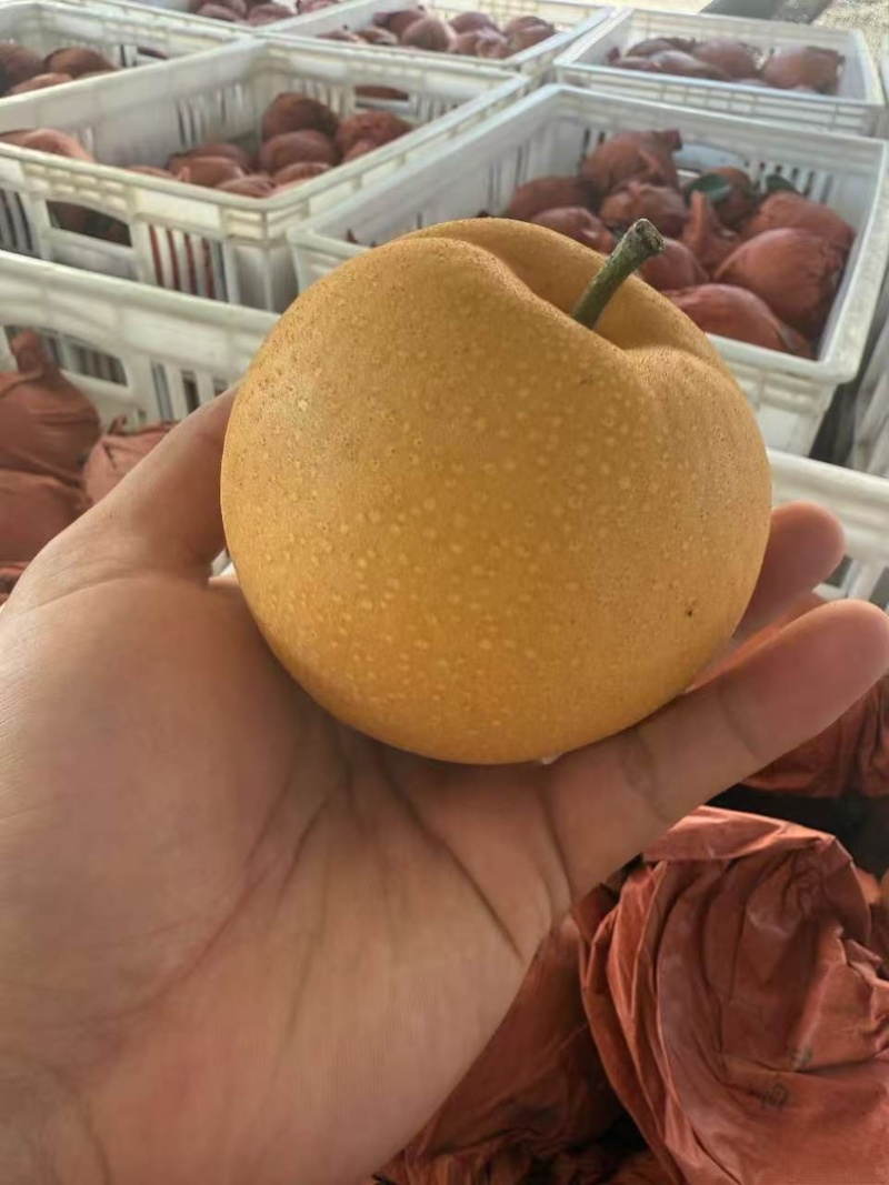 丰水梨大量供应
