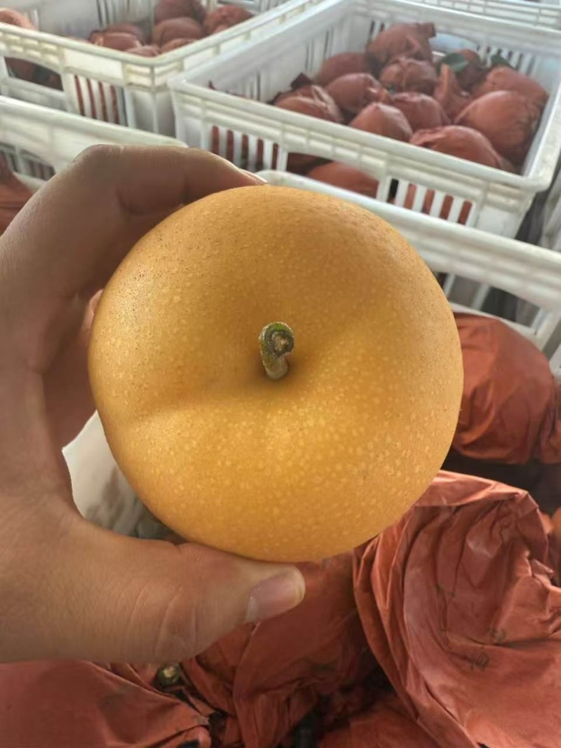 丰水梨大量供应