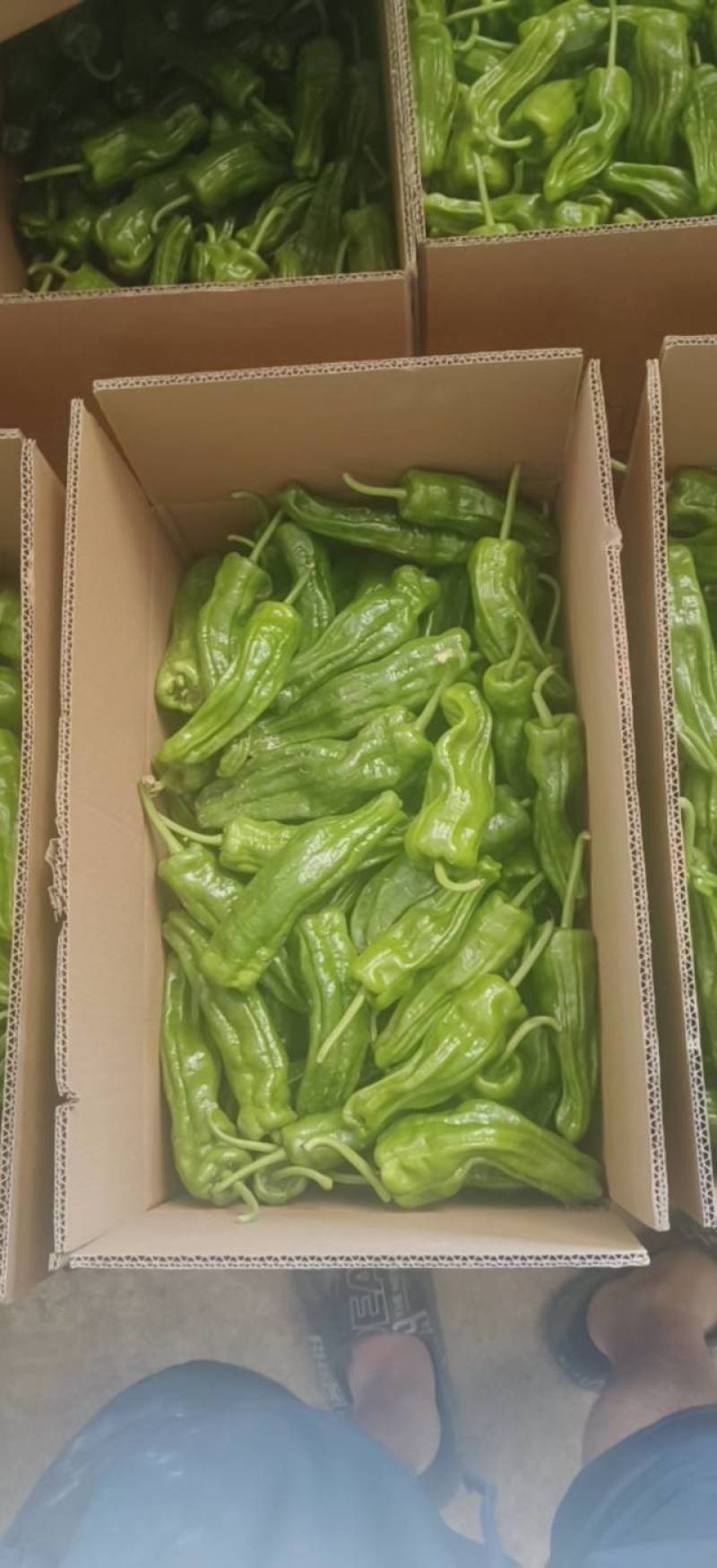 新鲜薄皮椒大量上市产地直销
