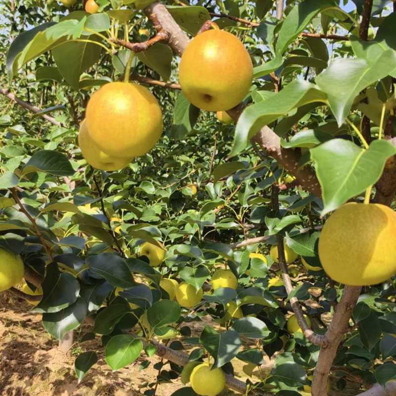红酥蜜梨单霞红梨已经大量上市