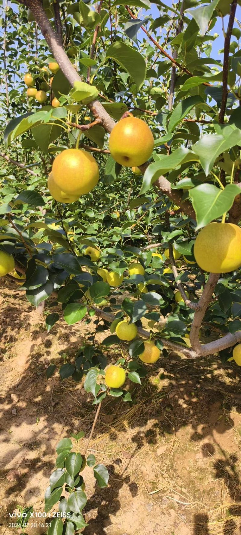 红酥蜜梨单霞红梨已经大量上市