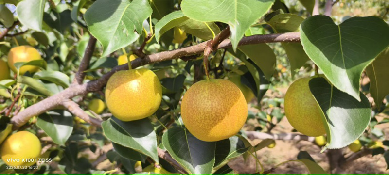 红酥蜜梨单霞红梨已经大量上市