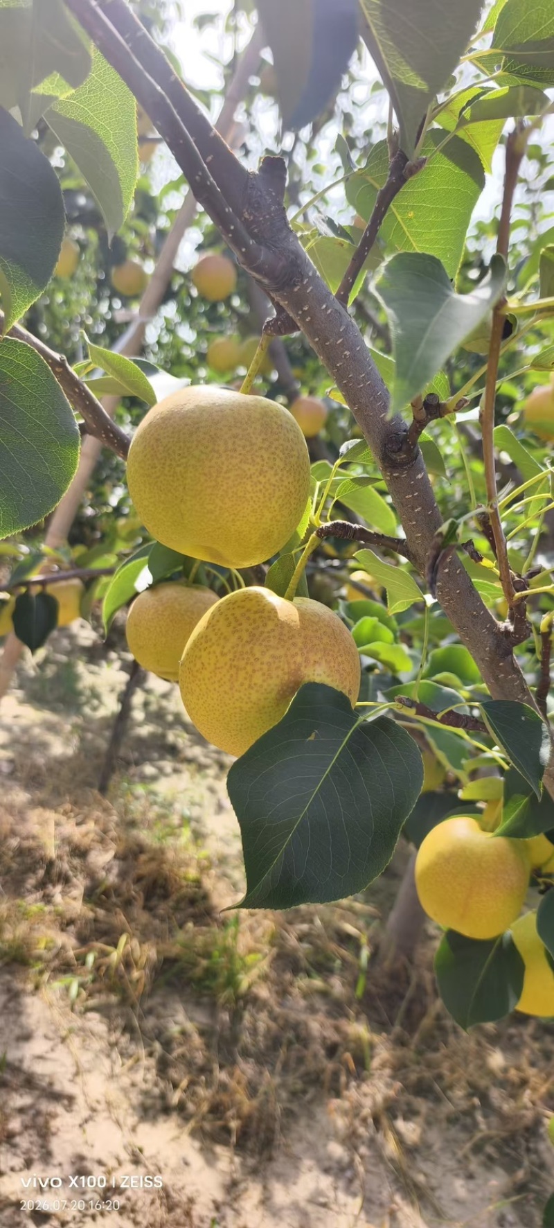 红酥蜜梨单霞红梨已经大量上市