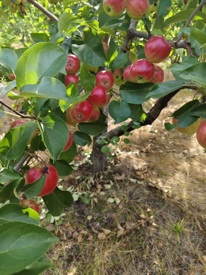 辽宁特产123小苹果