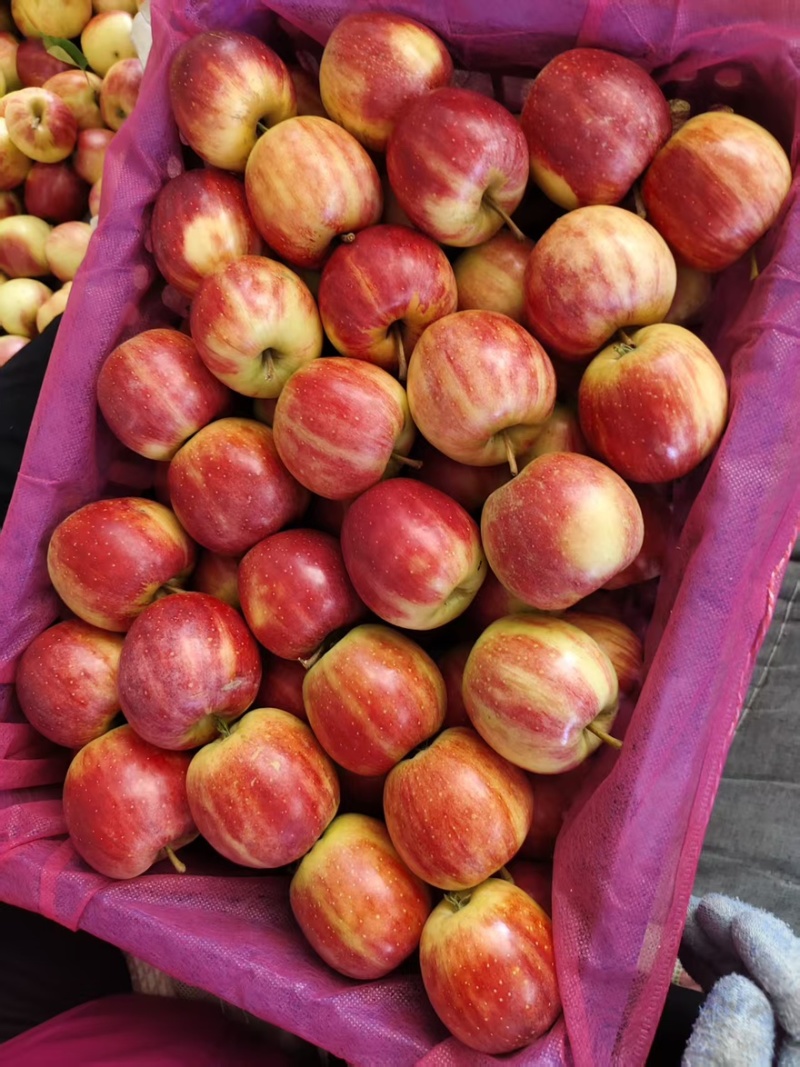 辽宁特产123小苹果