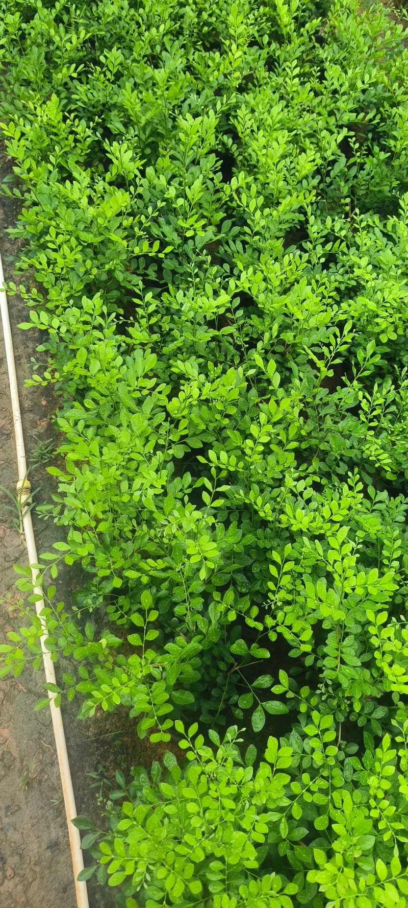 十斤袋九里香大量现货