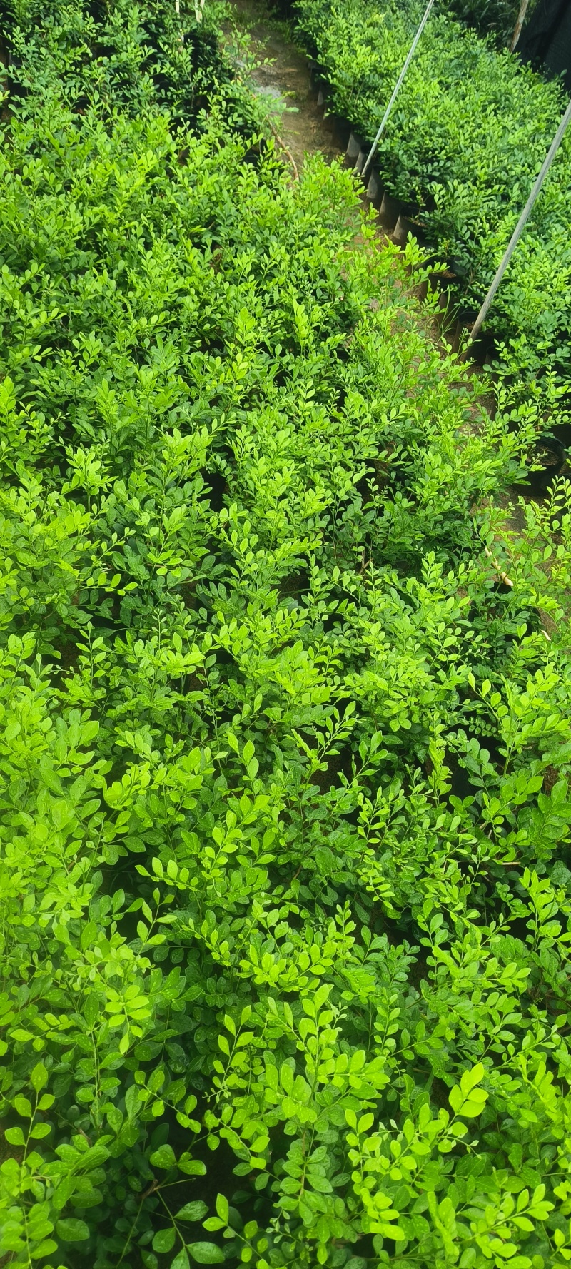 十斤袋九里香大量现货