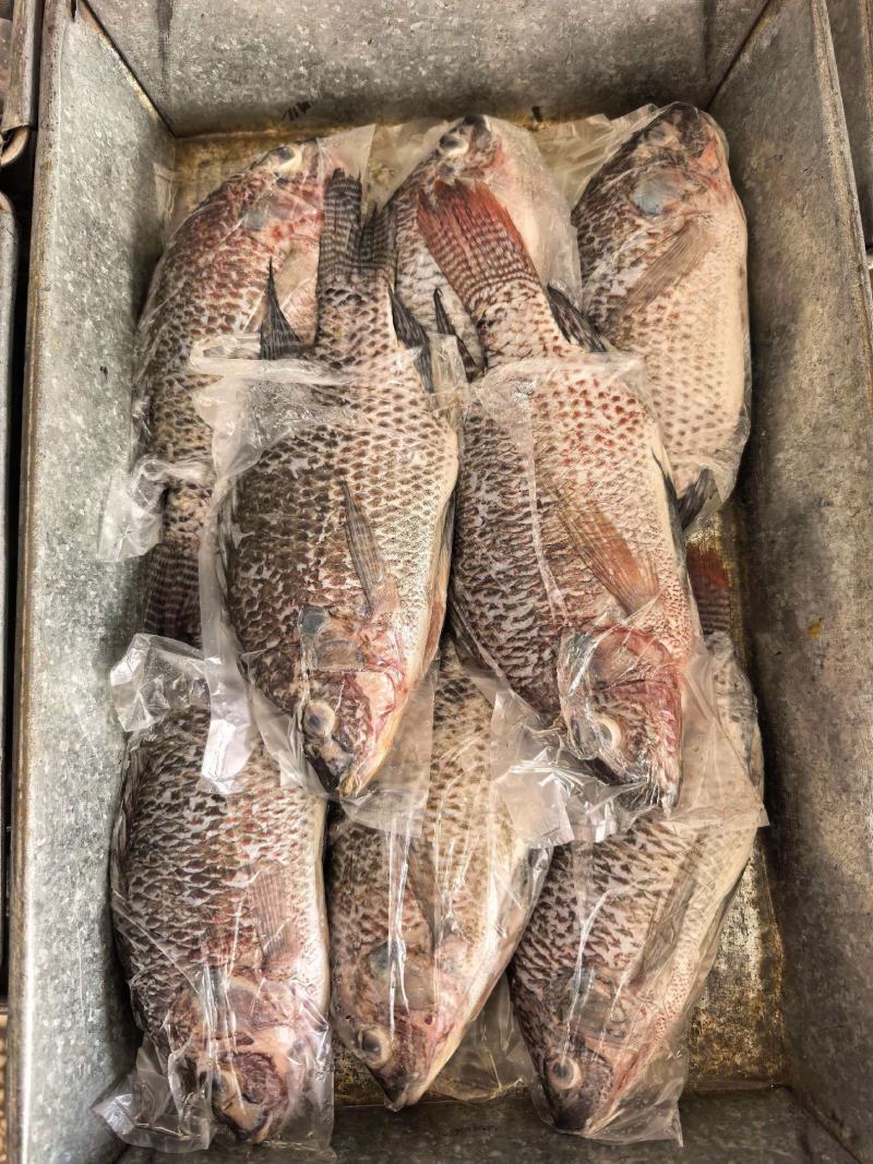 二去罗非鱼2.75kg/件，毛重3kg/件（不含箱）