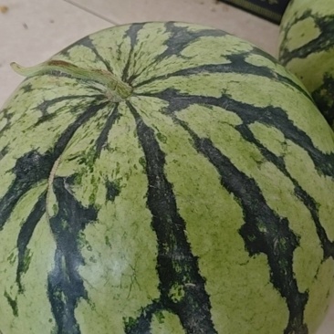 河南美都西瓜，大量有货，需要的老板可以联系我。有实力你就