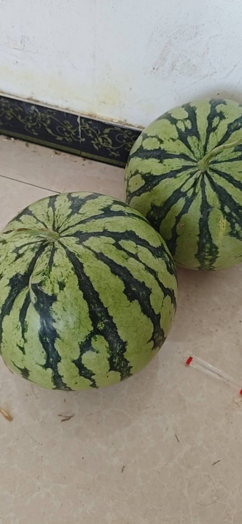 河南美都西瓜，大量有货，需要的老板可以联系我。有实力你就