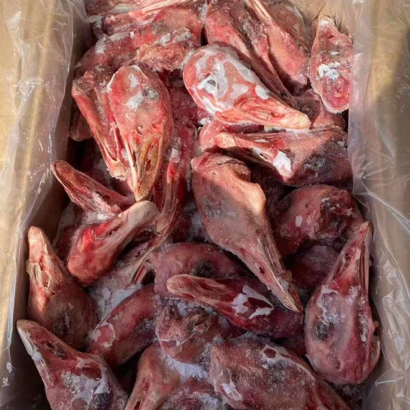 不带舌鹅头