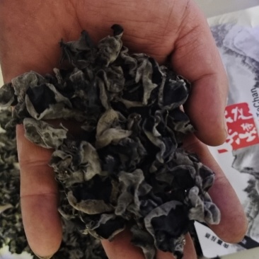 延边黑木耳春耳