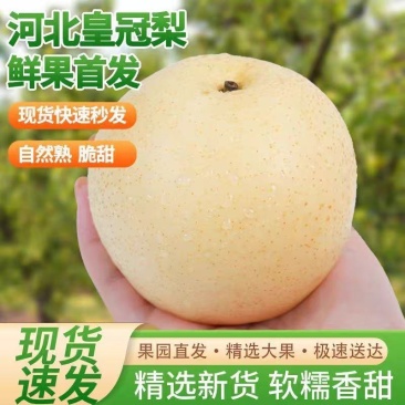 河北精品皇冠梨大量上市产地现摘现发脆甜多汁欢迎来电