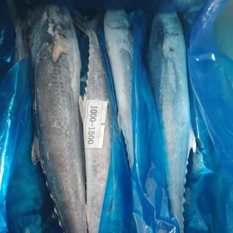 精品马鲛鱼化鲜品质，2-3斤规格，10公斤一件。现货一个