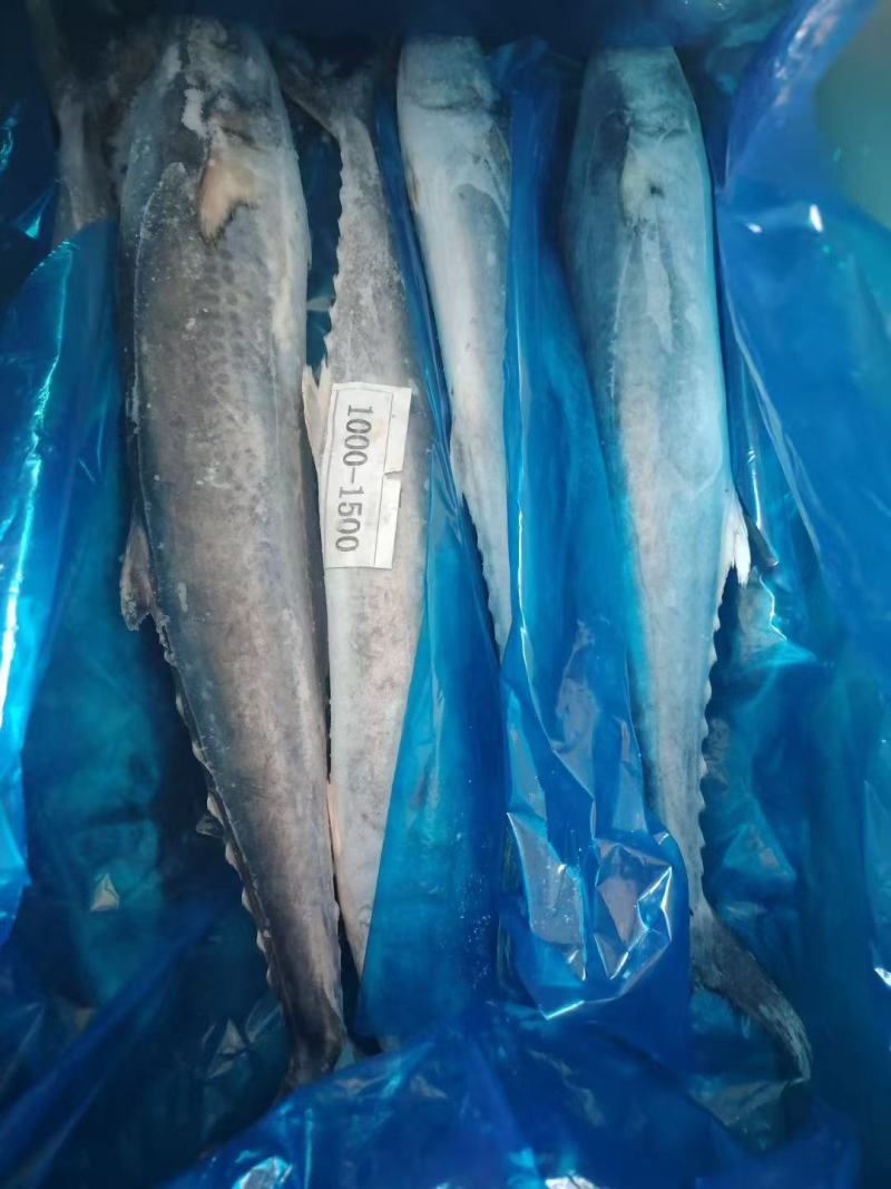 精品马鲛鱼化鲜品质，2-3斤规格，10公斤一件。现货一个