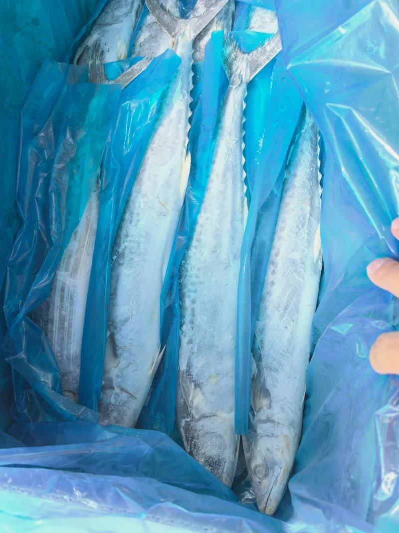 燕尾鲅，船冻9000一吨，6-1斤台鲅鱼船冻150-2