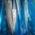 燕尾鲅，船冻9000一吨，6-1斤台鲅鱼船冻150-2