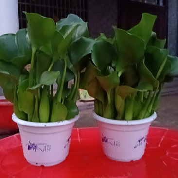 水芙蓉水仙花