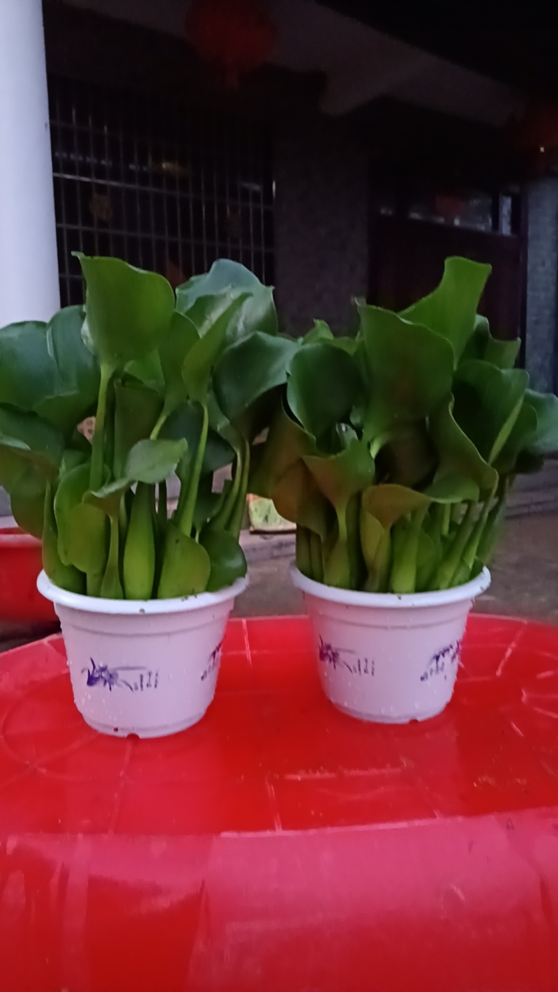 水芙蓉水仙花