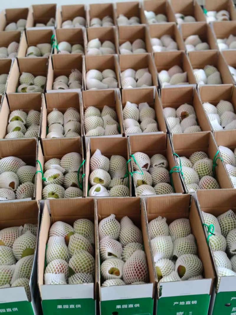 连平鹰嘴蜜桃