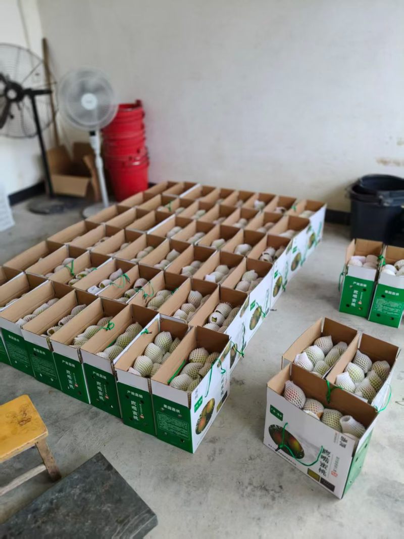 连平鹰嘴蜜桃