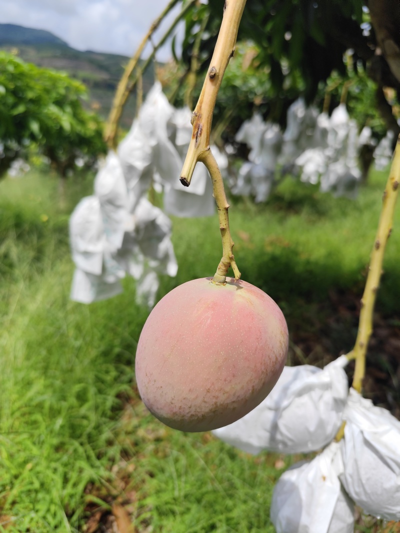 云南丽江华坪芒果